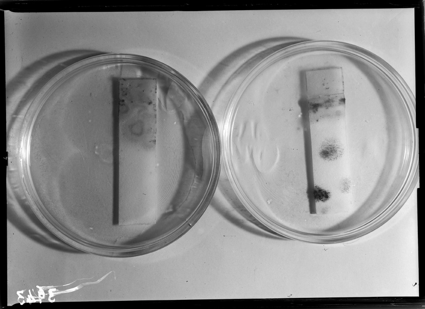 Roma, ICPAL, Laboratorio di microbiologia. Ricerca scientifica
ist_3943
Keywords: Ricerca e diagnostica