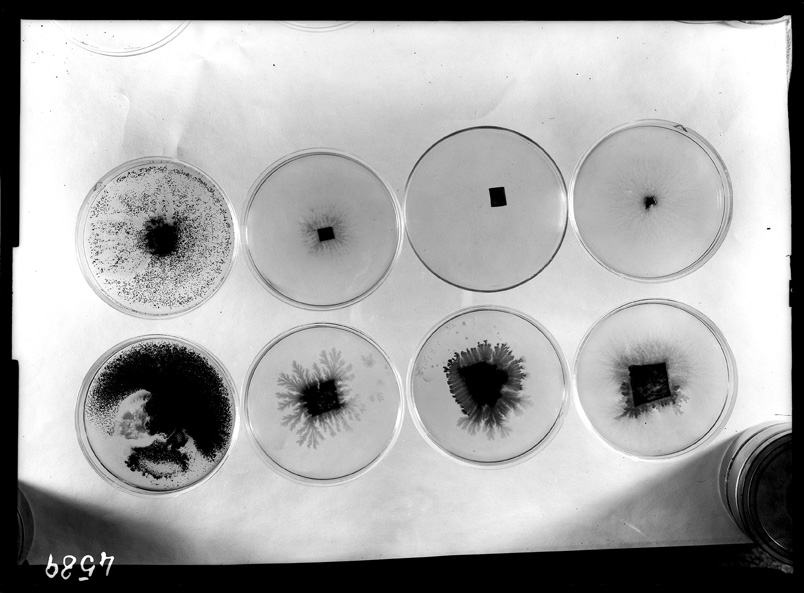 Roma, ICPAL, Laboratorio di microbiologia. Ricerca scientifica
ist_4589a
Keywords: Ricerca e diagnostica