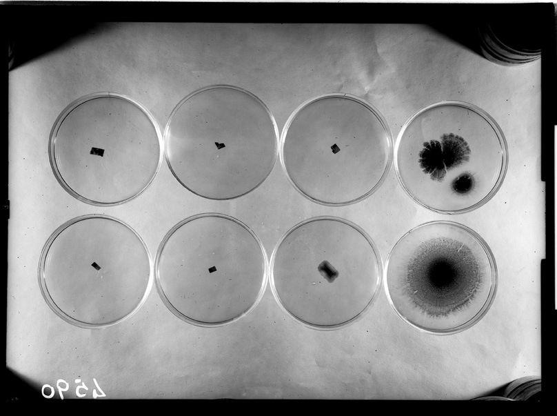 Roma, ICPAL, Laboratorio di microbiologia. Ricerca scientifica
ist_4590
Keywords: Ricerca e diagnostica