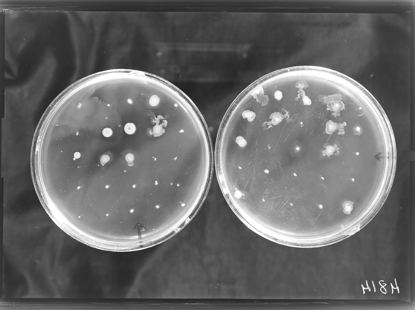 Roma, ICPAL, Laboratorio di microbiologia. Ricerca scientifica
ist_4814
Keywords: Ricerca e diagnostica