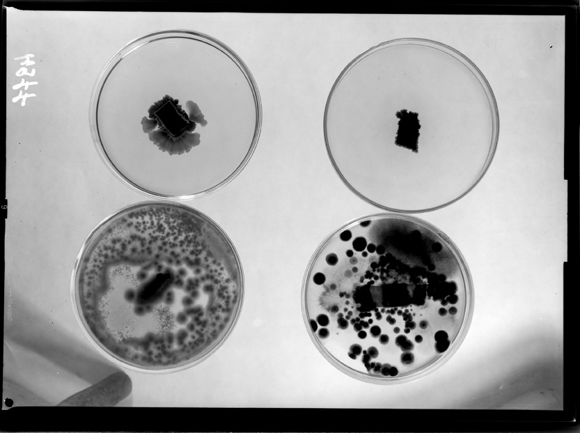 Roma, ICPAL, Laboratorio di microbiologia. Ricerca scientifica
ist_4977
Keywords: Ricerca e diagnostica