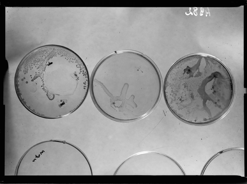 Roma, ICPAL, Laboratorio di microbiologia. Ricerca scientifica
ist_4982
Keywords: Ricerca e diagnostica