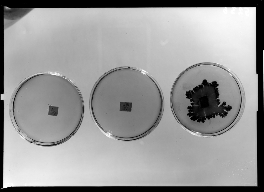 Roma, ICPAL, Laboratorio di microbiologia. Ricerca scientifica
ist_5236b
Keywords: Ricerca e diagnostica