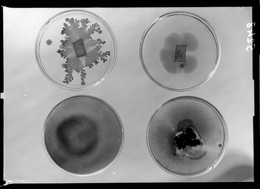 Roma, ICPAL, Laboratorio di microbiologia. Ricerca scientifica
ist_5248
Keywords: Ricerca e diagnostica