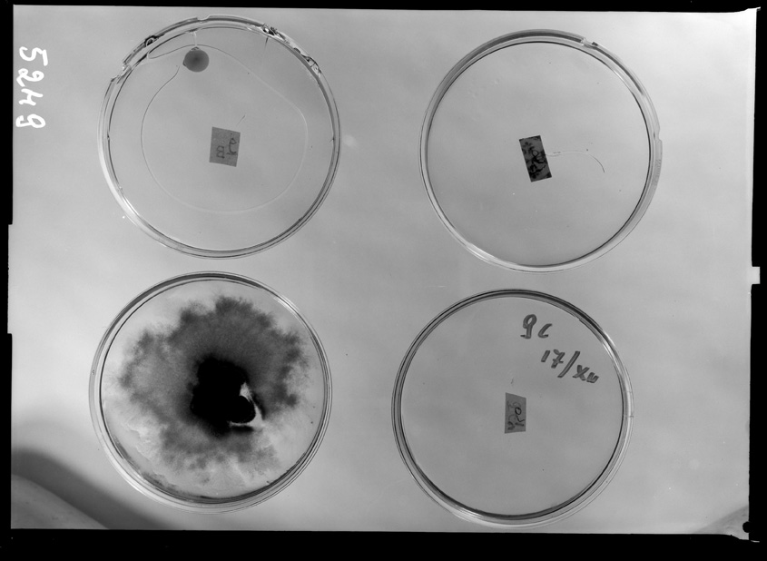 Roma, ICPAL, Laboratorio di microbiologia. Ricerca scientifica
ist_5249
Keywords: Ricerca e diagnostica