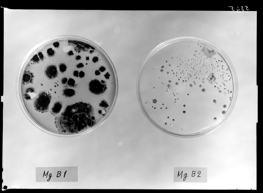 Roma, ICPAL, Laboratorio di microbiologia. Ricerca scientifica
ist_5345
Keywords: Ricerca e diagnostica