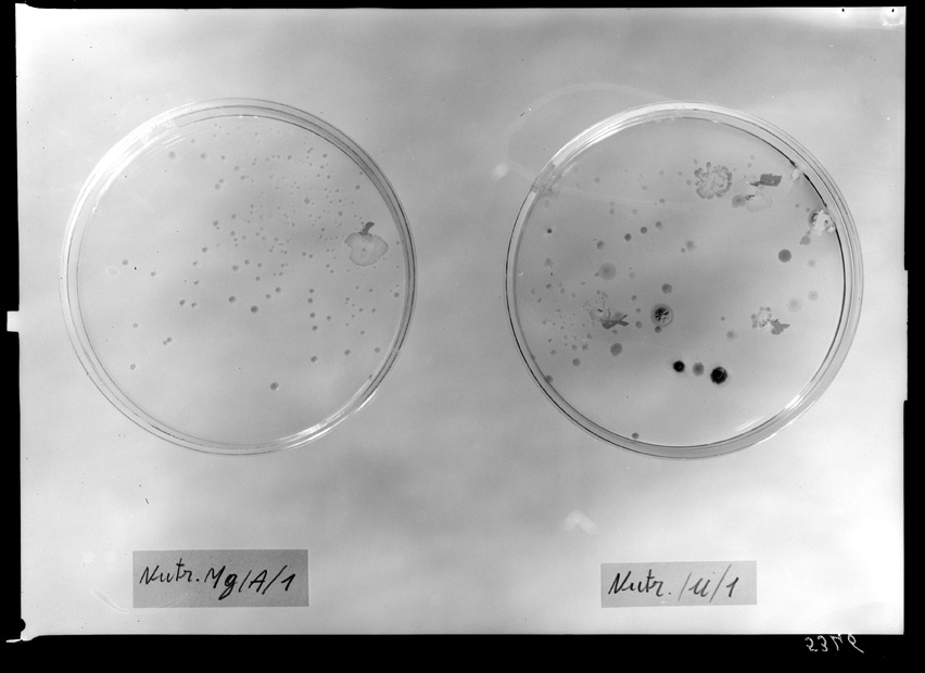 Roma, ICPAL, Laboratorio di microbiologia. Ricerca scientifica
ist_5346
Keywords: Ricerca e diagnostica