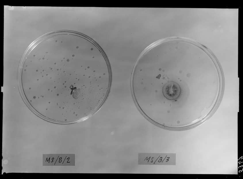 Roma, ICPAL, Laboratorio di microbiologia. Ricerca scientifica
ist_5347
Keywords: Ricerca e diagnostica