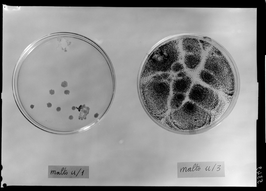 Roma, ICPAL, Laboratorio di microbiologia. Ricerca scientifica
ist_5349
Keywords: Ricerca e diagnostica