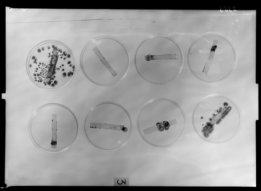 Roma, ICPAL, Laboratorio di microbiologia. Ricerca scientifica
ist_5353
Keywords: Ricerca e diagnostica