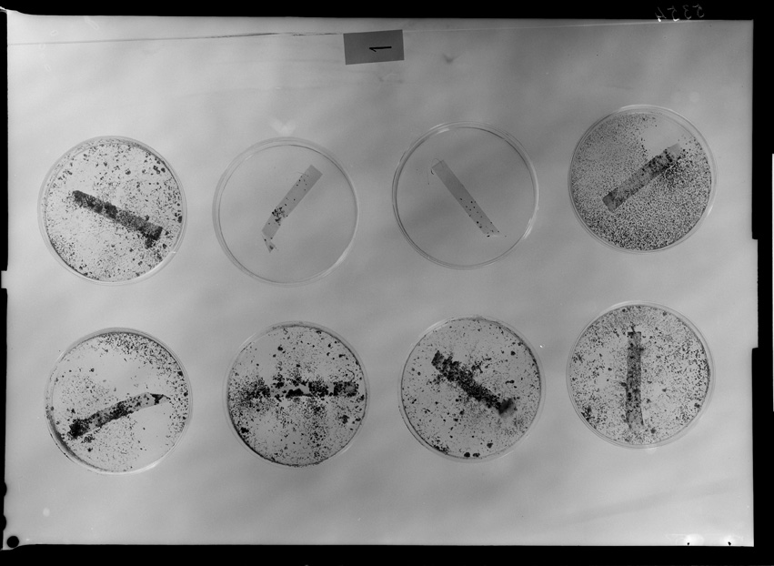 Roma, ICPAL, Laboratorio di microbiologia. Ricerca scientifica
ist_5354
Keywords: Ricerca e diagnostica