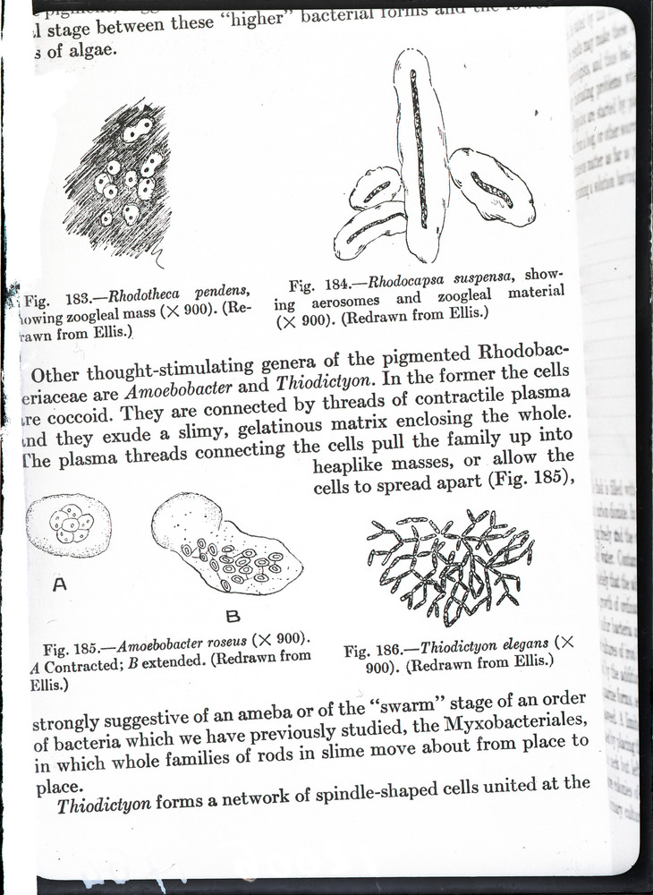 Microrganismi. Illustrazione scientifica
ist_1764
