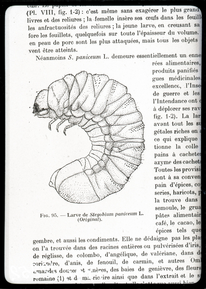 Illustrazione entomologica
ist_1795
