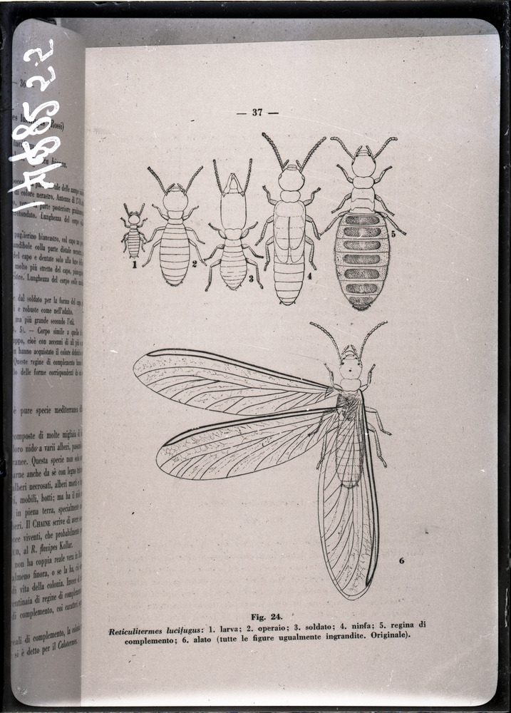 Illustrazione entomologica
ist_1798
