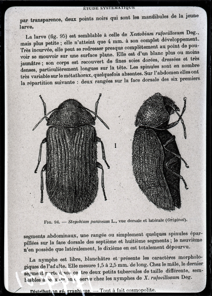 Illustrazione entomologica
ist_1799
