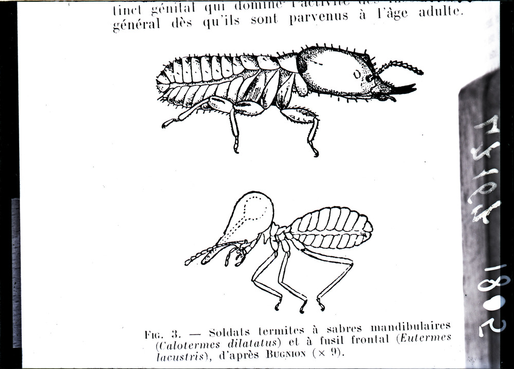 Illustrazione entomologica
ist_1805
