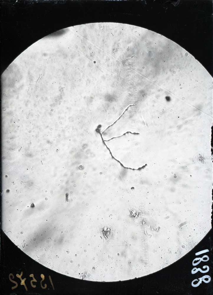 Roma, ICPAL, Laboratorio di microbiologia. Ricerca scientifica
ist_1838-1
Keywords: Ricerca e diagnostica