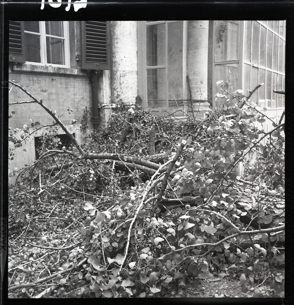 Roma, ICPAL, Giardino
ist_4101-02
