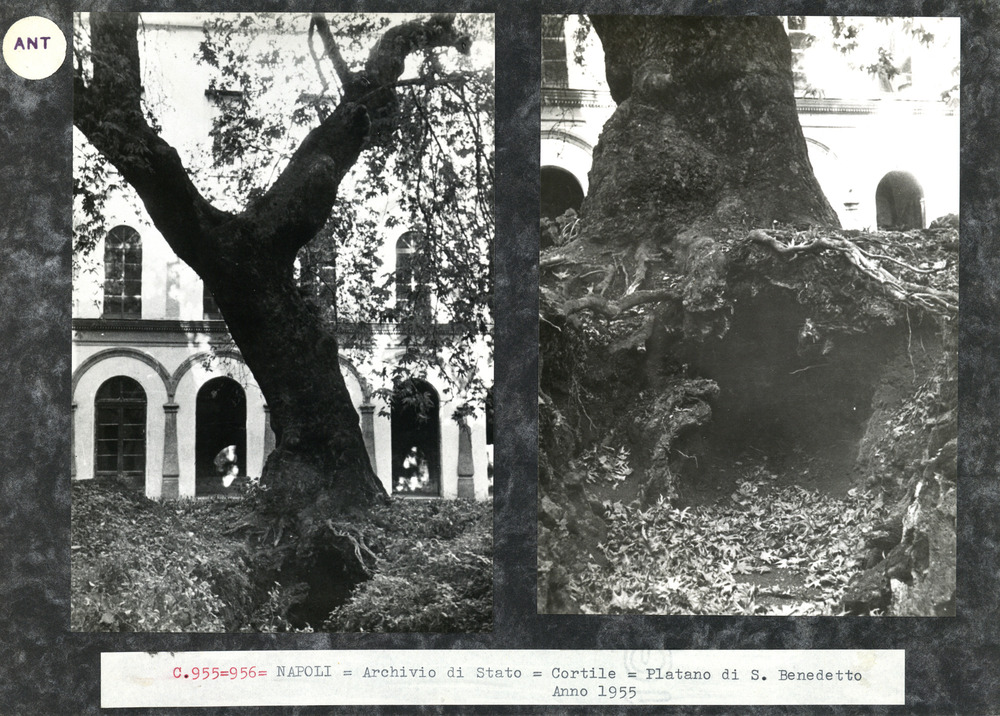 Napoli, Archivio di Stato, Cortile
ant_00955
Keywords: Archivi (antitermitica), Napoli (antitermitica), Campania (antitermitica), ANT.00955, ANT.00956